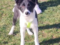 Border collie yavru