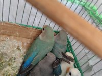 Yavru Sevda Papağanları