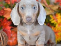 BRİ ÇOK SEÇENEK İLE DACHSHUND BEBEKLERİMİZ