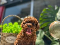 LİTTLEPAWSTAN EN ÖZEL RENK VE BOYUT TOY POODLE BEBEKLER