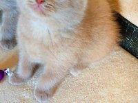 ŞEKERİLİNKOO VE FISTILİNKOO KEDİLER