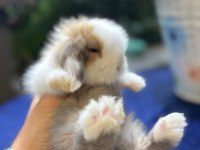 HOLLANDA LOP TAVŞANLARI