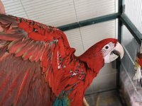 Belgeli Kırmızı Ara Macaw