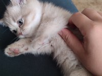2 AYLIK BRITISH SHORTHAIR YAVRU