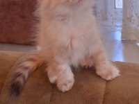 Dişi scottish fold kedisi