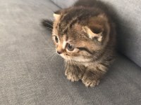 2 dişi 1 erkek scottish fold
