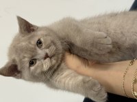 Safkan British Shorthair Lilac Yavru