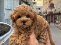 Sağlık Ve Irk Garantili Kore Maltipoo