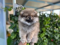 AYI SURAT POMERANİAN BOO YAVRULARI