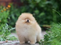 Ayıcık Surat Pomeranian Boo Yavrularımız