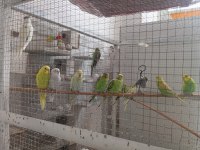 Yavru muhabbet kuşu