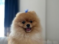 Pomeranian Boo Erkek