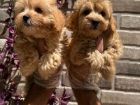 Maltipoo yavrularımız