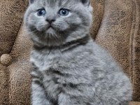 Güzeller güzeli british shorthair yavrularım