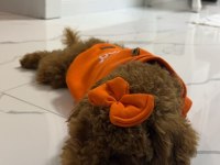 Poodle erkek köpeğimiz