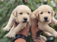 Golden Retriever Yavru Köpekler
