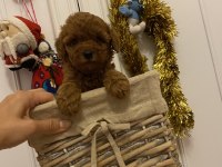 Oyuncu Toy Poodle Bebekler