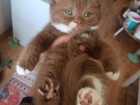 Cinnamon Bicolor British Shorthair