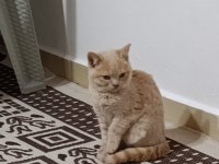 Yavru kedilerimiz yuva arıyor