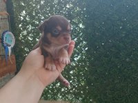 AVRUPA STANDARTLARINDAKİ BEBEK KÖPEKLERİM