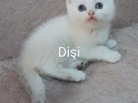 39 Günlük Beyaz British Shorthair