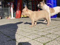 Irk Garantili French Bulldog