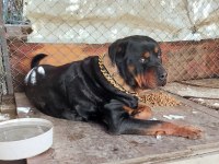 Safkan Erkek Üst Düzey Alan Koruma Rottweiler