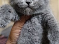 British shorthair kedimiz