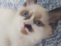 Safkan Ragdoll Yavrularımız Yeni Yuvalarını Arıyor
