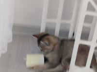 Sevimli oyuncu british shorthair yavrular
