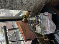 2 tane 1 yaşında biri dişi biri erkek muhabbet kuşu