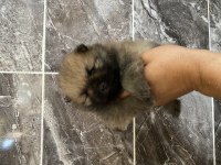 Orjinal ayı surat pomeranian boo yavrular