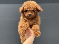 Ankarada ziyarete açık redbrown toy poodle lar