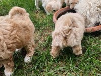 Arthur ve Sakızın Maltipoo Yavruları