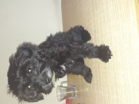 Terrier maltese siyah beyaz