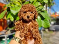 Toy poodle kore yavrular