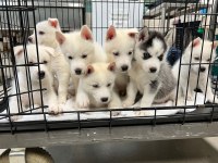 Sibirya Kurdu Husky Yavrular Erkek ve Dişi Mevcut