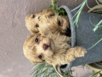 Poodle 2 aylık yavrular izmir