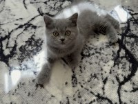 British shorthair 55 günlük dişi