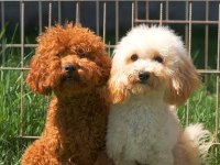 3 aylık dişi toy poodle uygun