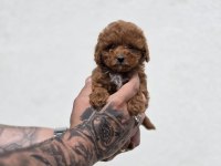 Bebek Surat Maltipoo Yavrular