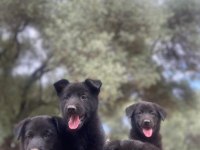 Muhteşem Alman Çoban Köpeği Yavrularımız