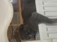 Scottish fold dişi 6 aylık bebek