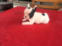 0-3 AYLIK FRENCH BULLDOG YAVRULARI
