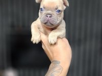 EXOTİC MÜKEMMEL KALİTE FRENCH BULLDOG YAVRULARİM