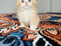 British Longhair golden