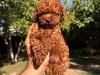 Buram Buram Kalite Toy Poodle Yavrularımız 