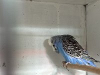 Damızlık jumbo erkek muhabbet kuşları