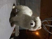 Kar beyaz Samoyed yavrular