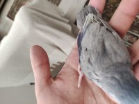 Yavru forpus papağanı